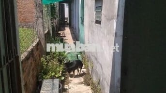 cho thuê nhà nguyên căn giá rẽ
