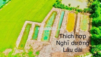 ĐẤT RUỘNG 1183m2 Lộ đá mi Phường Bình Đức Mới