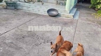 Bán đất & nhà ở Xã Tân Thông Hội Củ Chi