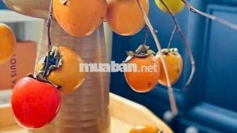 Cho thuê nhà đường Tân Sơn nhì phường Tân Sơn nhì hẻm xe hơi đúc 3 tấm