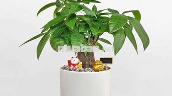 [PHAN BỘI CHÂU - BÌNH THẠNH]_Cần tìm 2-3 bạn nam vào ở ghép