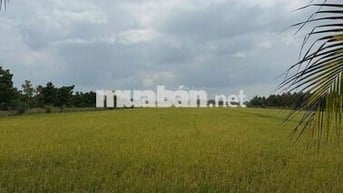 Bán 2 ha đất nông nghiệp có thể trồng sầu riêng