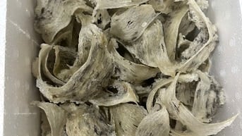 Yến nhà mới hái cần bán giá 11 triệu 1kg