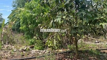 4000m2 Đối diện Cụm công nghiệp 