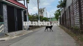 BÁN ĐẤT PHÚ HOÀ TDM GẦN TRƯỜNG HỌC