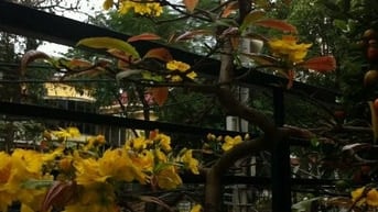 Bán nhà phố Nguyễn Thượng Hiền