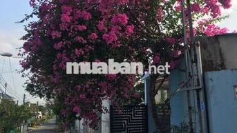 402m2 Nhà Tp Thủ Dầu Một, nhựa 6m gần KDL Đại Nam chưa tới 9tr/m2
