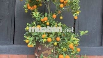 CHO THUÊ NHÀ HẺM 50 Gò Dầu . DT 4,5 x 20 M đúc 1 lầu,  vị trí cực đẹp