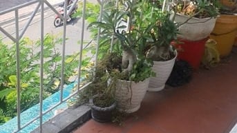Chủ ký gửi bán CC bàu cát 6 khu bàu cát, vào ở ngay, sổ đầy đủ