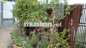 Đất hai mặt tiền, HXH. Đường Phạm Hữu Lầu Q7, DT 118m2. Giá 8.X tỷ