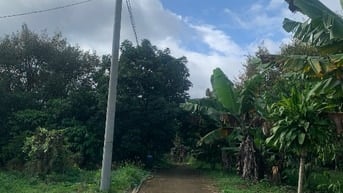 Cần bán 1000 m đất vườn trồng bơ và sầu riêng (gần khu dân cư)
