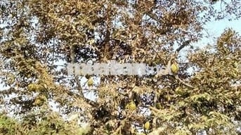 🔥 CHÍNH CHỦ BÁN VƯỜN SẦU RIÊNG – MẶT TIỀN ĐƯỜNG BÊ TÔNG 🔥