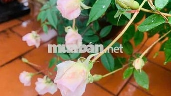 CHO THUÊ NHÀ NGUYỄN VĂN SĂNG - P Tân Sơn Nhì 4 x 17 M đúc 1 lầu : 
