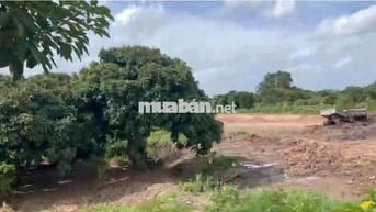 CHÍNH CHỦ BÁN ĐẤT CHÂU THÀNH ĐỒNG THÁP