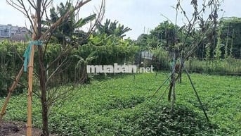 Đất hẻm ô tô thông, khu dân cư hiện hữu Bình Mỹ, Củ Chi.