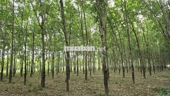 CẦN BÁN GẤP MIẾNG CAO SU ĐANG CẠO. LIÊN HỆ NGAY