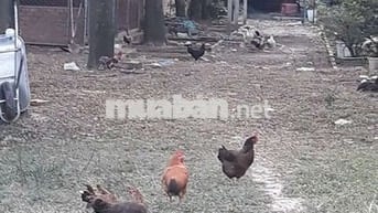 Chỉ 11 tr/m2 👉Gần 1000 m2 ( Có 110 Thổ Cư ) Đông Thạnh Hóc Môn Sát Q12
