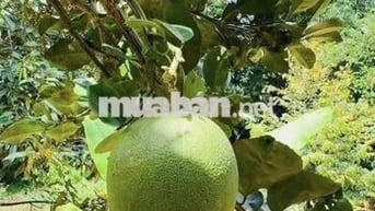 🍊Cô chú lớn tuổi rồi về ở với con cháu,gửi bán lại khu vườn bưởi cho