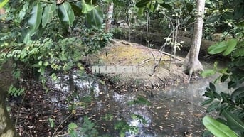 Đất cây lâu năm, rộng rãi phù hợp nhà vườn
