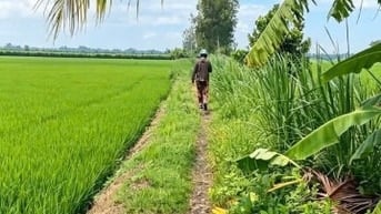 ĐẤT LÚA GẦN UB XÃ MỸ QUÝ ĐÔNG, 14 công