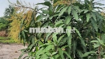 Bán đất mặt tiền kênh 1 xã thủ thừa .tây ninh dt 2070m2  (23.8 x 86.9)