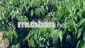 Bán Đất Cafe diện tích 1hec1 cách dân cư 500m