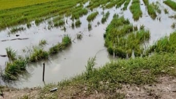 Đất lúa hơn 10 công, có đường nước riêng, đất đẹp 230tr/công