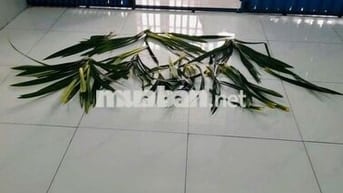 CHO THUÊ NHÀ PHƯỜNG BỬU LONG GIÁ 6 TRIỆU