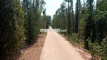 850tr cho 1000m2 đất nông nghiệp có 1 phần thổ cư ngay tại cẩm mỹ
