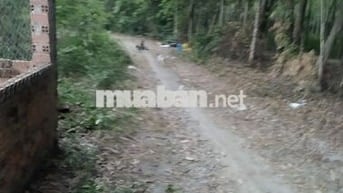 Đất vườn 300mv. Vĩnh Tân.Tân uyên.Bình Dương.giáp visip 2 mở rộng