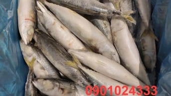 Cá Nục Sapa giá sĩ tận kho Hồ Chí Minh