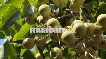 cho thuê nhà vườn kinh aonh quán ăn và cà phê