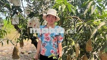 Bán vườn xoài Xuân Hưng Xuân Lộc Đồng nai
