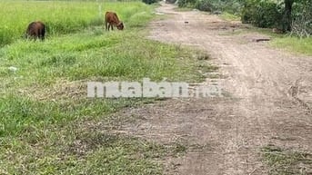 MẶT TIỀN NGUYỄN THỊ LY. HÓC MÔN. TPHCM