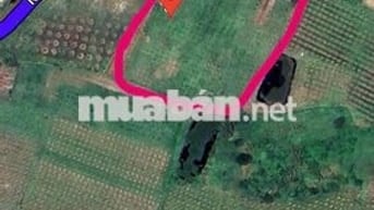 BÁN ĐẤT VƯỜN GIÁ CỰC TỐT, DIỆN TÍCH 6000M2
