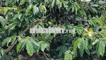 Sốc: 5ha Cà Phê Gia Lai Giá 1.8 Tỷ/Ha, Cách Pleiku 10km!
