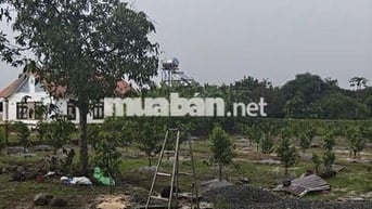 Đất vườn có 300m2 thổ cư, và nhà cấp 4 lớn