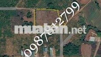 ĐẤT NÔNG NGHIỆP 40 x 66 mét 0987📞 812 ☎️ 799 Tổng 2.4 tỷ