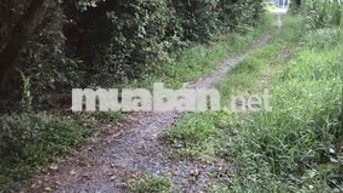 Cần bán đất ỏ xã Thái Mỹ( p Thái Mỹ) Củ Chi
