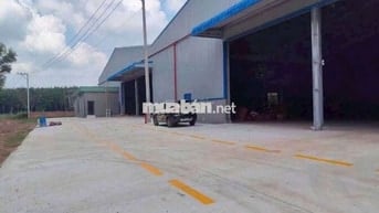 Xưởng Bàu Bàng đất 5000m xưởng 1800m giá 100 triệu/tháng