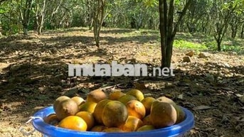 Bán đất trồng cây lâu năm ở Đà Nẵng