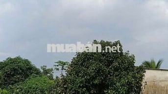 1,7 xào vườn cây ăn trái đủ loại có 300m thổ cư, có nhà cấp 4