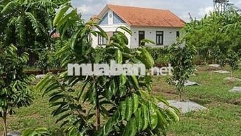 1,7 xào vườn cây ăn trái, có sẵn 300m thổ cư có nhà cấp 4