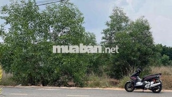 Đất Tân Định nhựa 6m làm kho xưởng bãi ve chai ok 15x83 thổ 185m