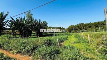 1000m đất khu nhà vườn thành phô Pleiku