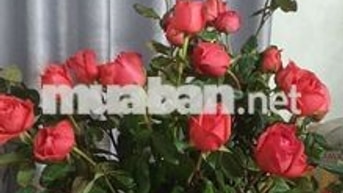 Căn hộ tập thể nhỏ 198 Xã đàn. Giá 2.5 triệu