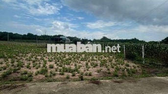 Hơn 300 có 100 thổ cư gần Hồ Tràm