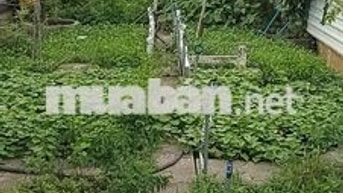 bán đất tx14 phường thạnh xuân giá 1 tỷ 150 triệu