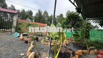 bán nhà Vườn 1000m Đức Huệ, Long An