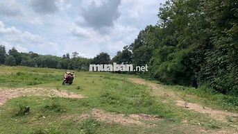 Cần bán gấp lô đất nhà vườn Dầu Tiếng Bình Dương (Sổ hồng riêng)